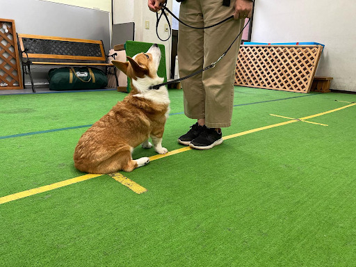 茶色の犬がお座りをしている様子