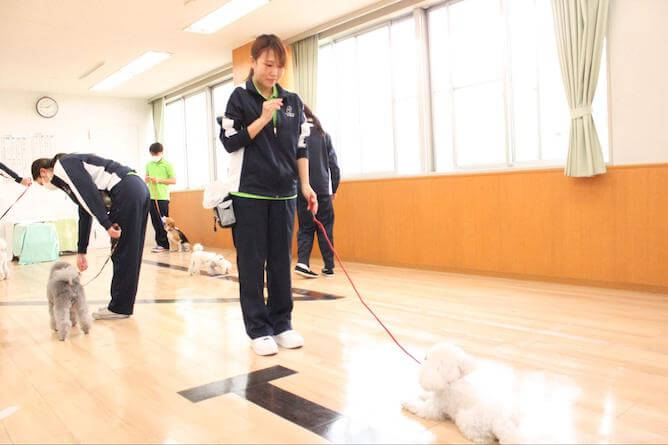 学校犬のトレーニング
