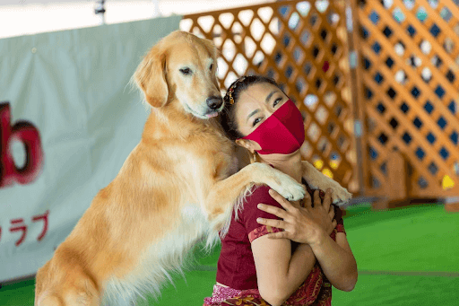 女性の肩に乗る犬