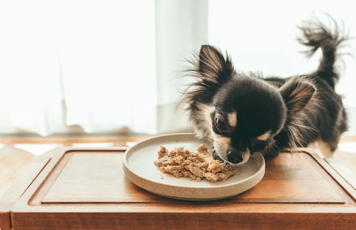 皿の上の餌を食べる犬