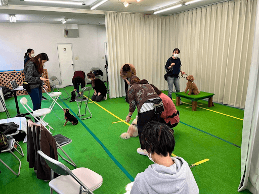 室内でトレーニングする多くの犬と飼い主