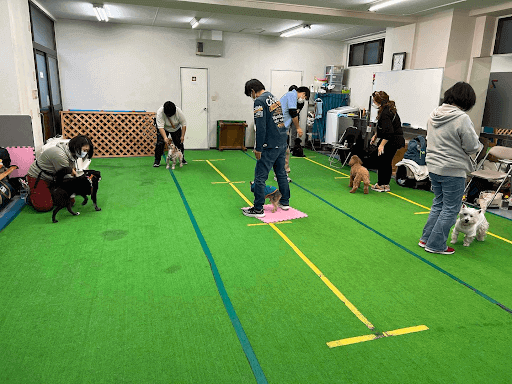 室内でトレーニングする6匹の犬