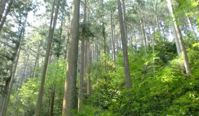 33haを誇る演習林が隣接する「岐阜県立森林文化アカデミー」で実践的なスキルが身に付く！4