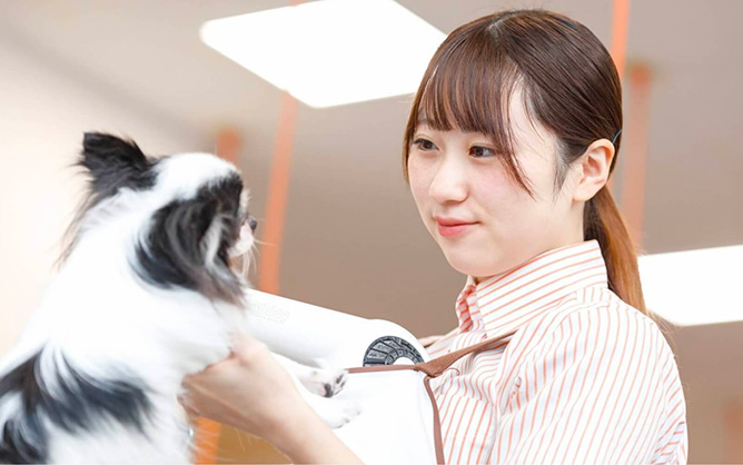 犬にドライヤーをあてる女性