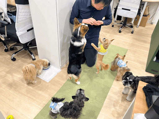 多くの犬に餌をあげる男性