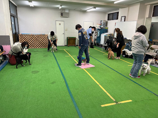 犬と人たちがトレーニングする様子