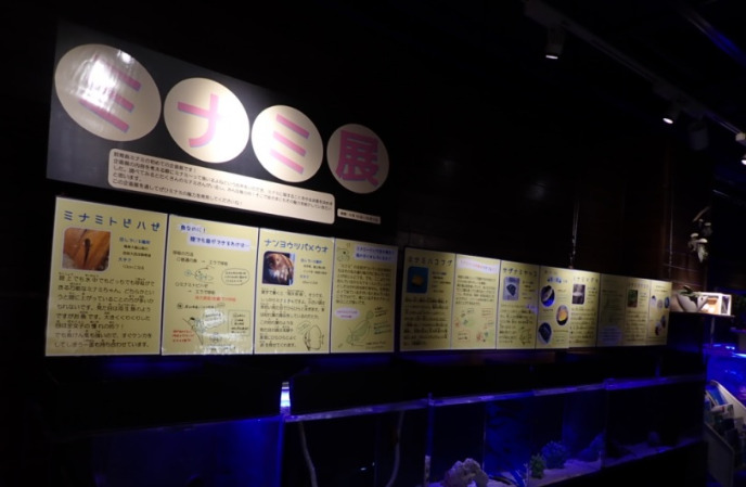 竹島水族館のミナミ展