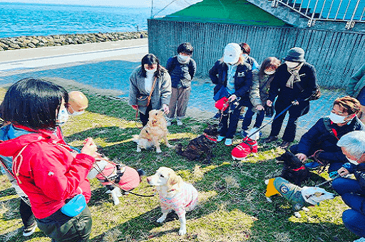 リードを付けて屋外で交流する多くの犬