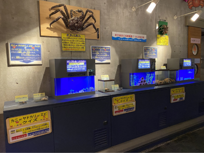 タラバガニの展示