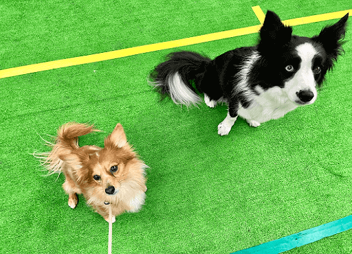緑の床の上の2匹の犬