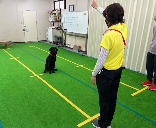 黄色のTシャツの人と黒い犬